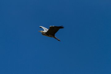 Bild 197 - Damen 1.Kieler HTC - TSV Glinde : Ergebnis: 6:3